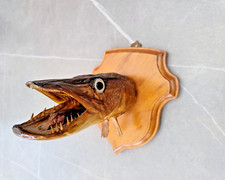 Taxidermy common northern for sale  PRESTON