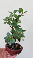 Ficus microcarpa green for sale  Miami