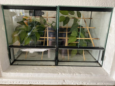 Aufzuchtterrarien inkl heizmat gebraucht kaufen  Ühlingen-Birkendorf