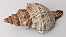 Trapez schnecke einsiedlerkreb gebraucht kaufen  Schwerin