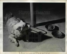 1942 press photo for sale  Memphis