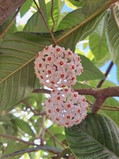 Hoya carnosa fiore usato  Lunamatrona