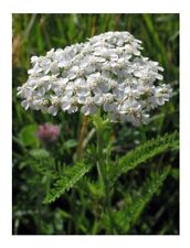 Organic yarrow white for sale  SALISBURY