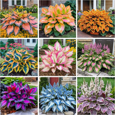 200 hosta seeds for sale  Houston
