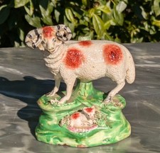Staffordshire sheep lamb for sale  BISHOP AUCKLAND