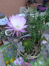 Belle composition cacté d'occasion  Saint-Cyprien