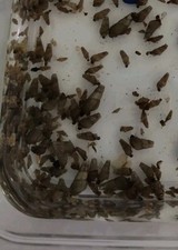 Malaysian trumpet snails for sale  Blanchester