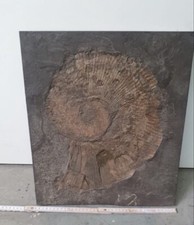 Große fossile ammonit gebraucht kaufen Große fossile ammonit gebraucht kaufen  Frankfurt am Main
