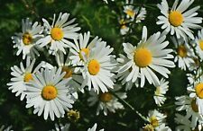 Eye daisy seeds for sale  WALLASEY