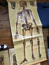 Teck anatomy poster for sale  UK