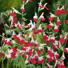 Salvia hot lips for sale  STAFFORD