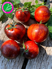 Tomatensamen königin nacht gebraucht kaufen  Tittmoning