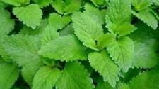 Graines melissa officinali d'occasion  Expédié en France