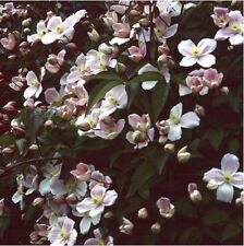 Flower clematis montana for sale  WREXHAM