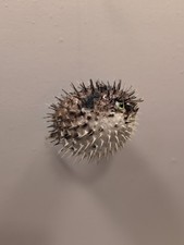 Real vintage taxidermy for sale  Reinholds