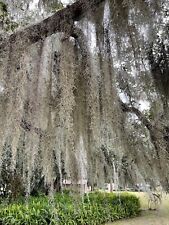 Organic spanish moss for sale  Callahan