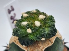 Godzilla coral grafted for sale  Murrieta
