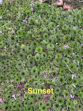 Sunset live hardy for sale  Portsmouth