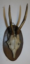 Ancien trophee chasse d'occasion  Wœrth