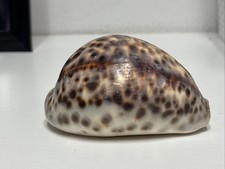 Hawaii tiger cowrie for sale  Kealakekua