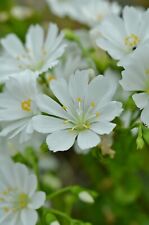 Lewisia cotyledon white for sale  BIDEFORD