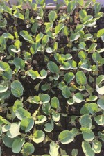 Blumenkohl pflanzen jungpflanz gebraucht kaufen  Wesel