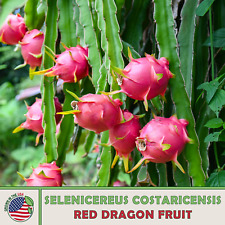 200 red dragon for sale  Venice