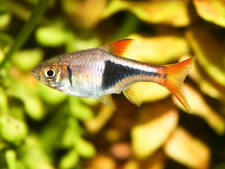 Harlequin rasbora trigonostigm for sale  BIRMINGHAM