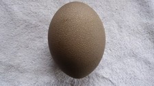 Emu egg empty for sale  ALFORD