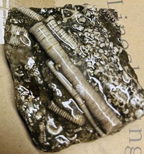 8.7 crinoid stems for sale  Crawfordsville
