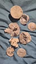 Coral rubble dry for sale  Canoga Park