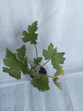Geranie pelargonium vitifolium gebraucht kaufen  Reiskirchen