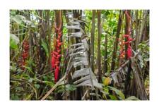 10x heliconia pogonantha gebraucht kaufen  Pfullingen