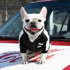Pet hoodie pullover for sale  Rosemead