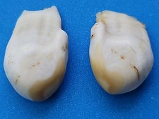 Elk teeth ivory for sale  Green Cove Springs