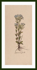 Set stampe botanica usato  Italia