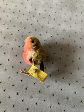 steiff rotkehlchen gebraucht kaufen steiff rotkehlchen gebraucht kaufen Tittling