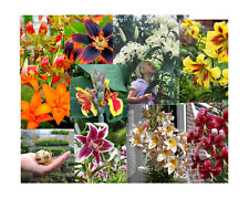 Lilium large bulbs for sale  MELTON MOWBRAY