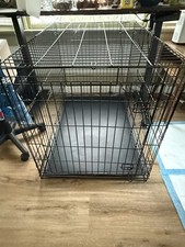 Xtra large dog for sale  San Diego