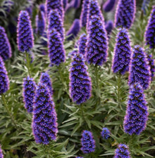 Echium candicans pride for sale  TROWBRIDGE