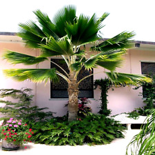 Fiji fan palm for sale  Lincolnton