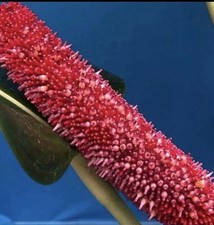 Anthurium bakeri many for sale  Daly City
