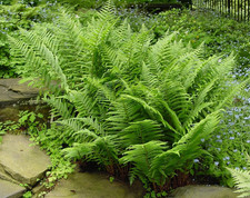 Lady ferns bare for sale  Mcminnville