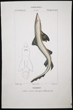 1831 pretre originale usato  Urbino