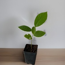 cherimoya trees for sale cherimoya trees for sale El Monte