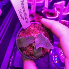 Platycerium willinckii nano for sale  LONDON