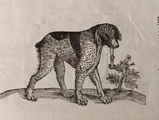 1663 cani caccia usato  Varano Borghi
