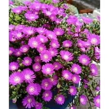 Pink ice plant for sale  Miami