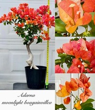 Rare adarna bougainvillea for sale  Gardena