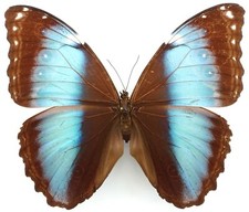 Morpho achilles fagardi gebraucht kaufen  München